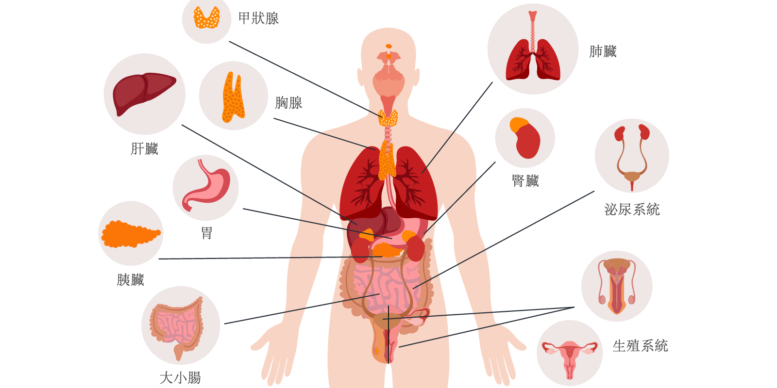 身體臟腑系統結構圖